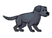 Labrador